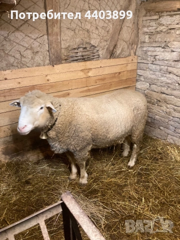 Овен Ил Дьо Франс, снимка 3 - Овце - 53617904