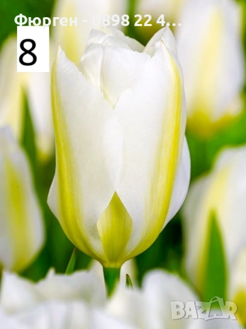 Луковици на лалета, снимка 13 - Разсади - 51436409