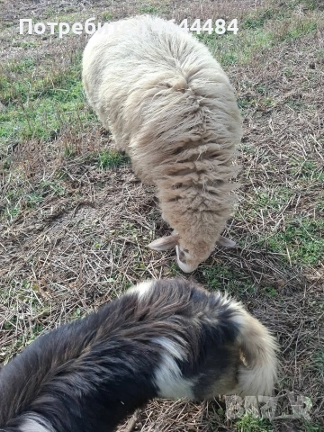 Ялова овца, снимка 2 - Овце - 53998005