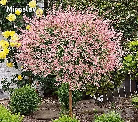 Японска върба , снимка 4 - Градински цветя и растения - 53878338