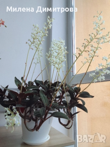 Лудизия Скъпоценна орхидея - Ludisia Discolor, снимка 8 - Стайни растения - 51258525