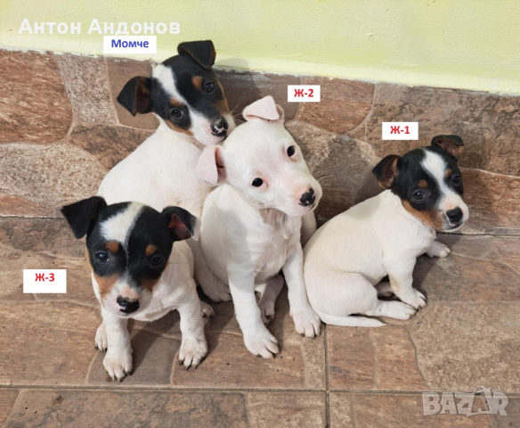 Джак Ръсел Териер, снимка 3 - Джак ръсел териер - 53382159