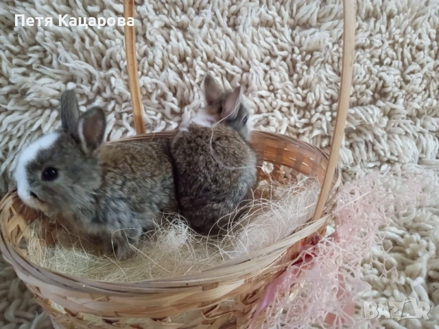 Прозавам декоративни зайчета, снимка 5 - Декоративни зайчета - 53955203