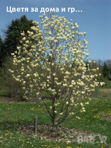 Magnolia Elisabeth(Магнолия Елизабет), снимка 2 - Градински цветя и растения - 46565817