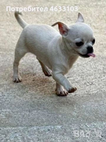 Продавам чихуахуа. Ваксинирани и обезпаразитени