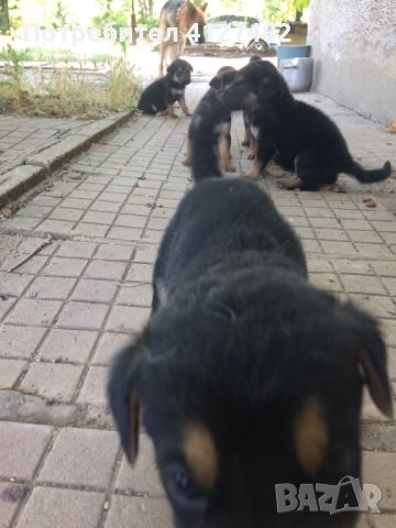 Кучета-Немски и Гонче, снимка 5 - Немска овчарка - 46165106