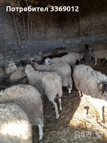 Стадо овце, снимка 1 - Овце - 45405057