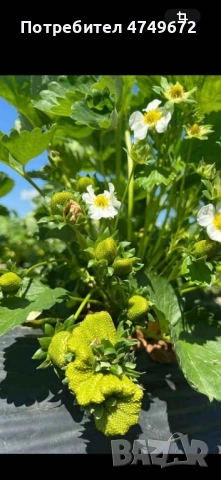 Качествен разсад  , снимка 8 - Разсади - 53770381