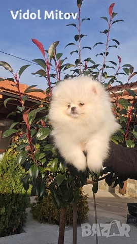 Мини Померан момче , снимка 2 - Померан - 52844083