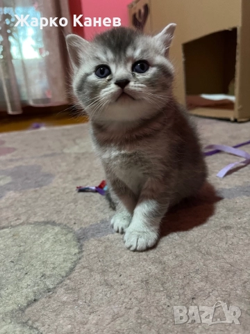 Страхотни  британчета, снимка 8 - Британска късокосместа - 52505141