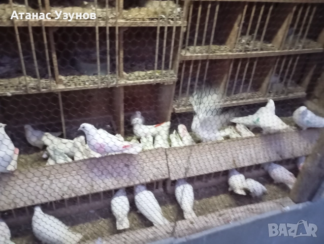 Пазарджишки бяли, снимка 17 - Гълъби - 52907065