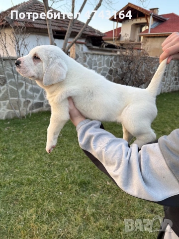 Алабай (Средно Азиатска Овчарка), снимка 3 - Алабай - 53542188