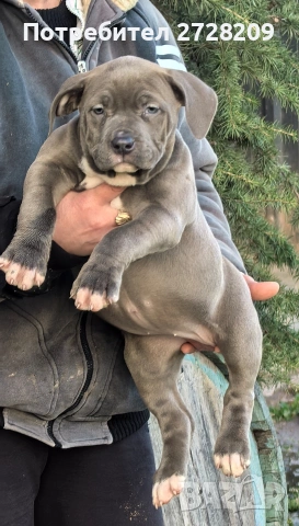 Американско Були Хл/American Bully XL 