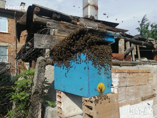 Продавам пчелни отводки и рояци Дадан блат , снимка 1 - За пчели - 46022349