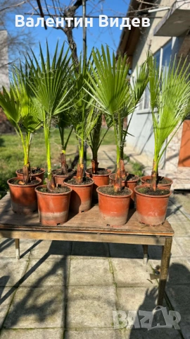 🌴 Палми Вашингтония, Маслини, Мандарини и Туя за продажба 🌿 💰 Отлични цени и налични количества П, снимка 4 - Други - 53854478