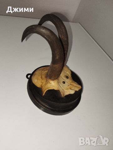 трофеи от дива коза, снимка 6 - Антикварни и старинни предмети - 45664252