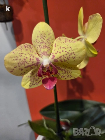Фаленопсиси в самополивни саксии , снимка 3 - Стайни растения - 53896200