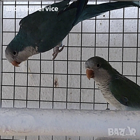 Монаси чифт, снимка 4 - Папагали - 52032670