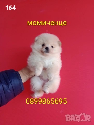 Прекрасен избор на Померанчета. Мъжки и женски Померани. Реални снимки от 12.01.26 г., снимка 9 - Померан - 53027724