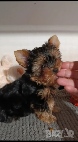 Мини йоркширски териер , снимка 5 - Йоркширски териер - 53051089