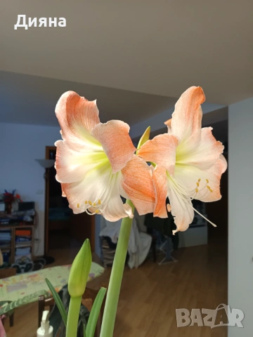 Амарилис семе, снимка 4 - Стайни растения - 54118344
