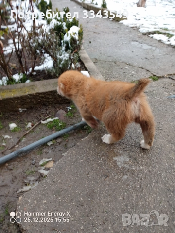  женско кученце Сао алабай , снимка 4 - Алабай - 52909299