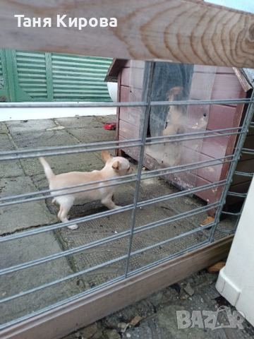 Малки пинчерчета, снимка 6 - Пинчер - 52975157