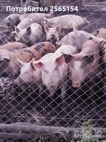 Прасета 120-130кг