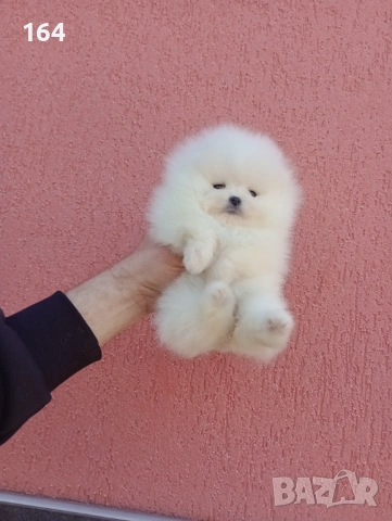 Бели Померани. Реални снимки !!!, снимка 8 - Померан - 53793098