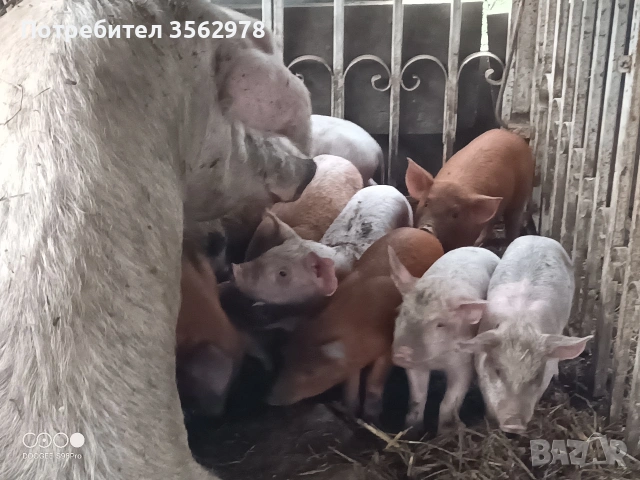 прасенца , снимка 12 - Прасета - 52020221
