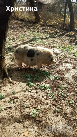 виетнамски прасета, снимка 9 - Прасета - 54004355