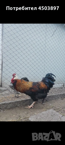 Продавам Петли, снимка 5 - Кокошки и пуйки - 53936415