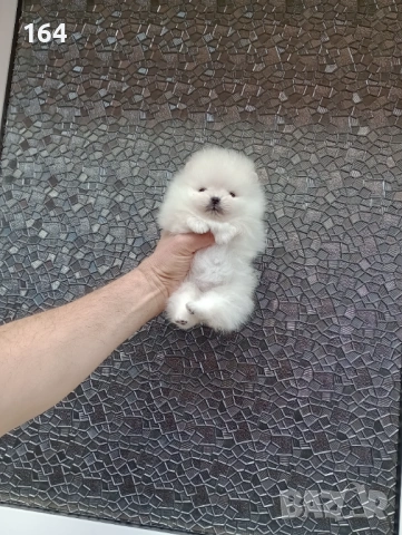 Бели Померани. Реални снимки !!!, снимка 13 - Померан - 53793098