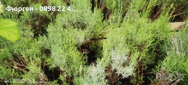 Лавандула - Разсад     При покупка на 5 бр - 1 бой подарък При покупка на 10 бр - 3 броя подарък, снимка 6 - Разсади - 37824400