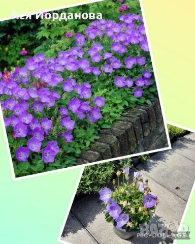 Градински студоустойчиви цветя и храсти, снимка 6 - Градински цветя и растения - 45373861