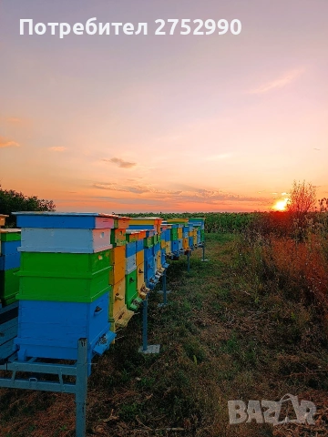Натурален пчелен мед , снимка 2 - Пчелни продукти - 54266905