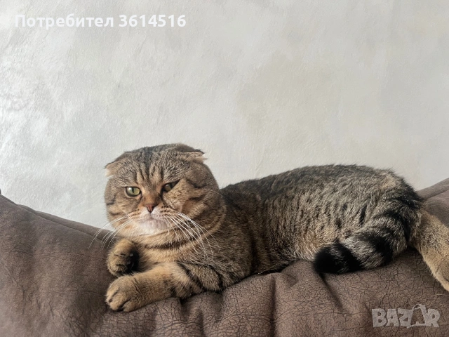 Мъжки шотландец, снимка 5 - Търси партньор - 53793761