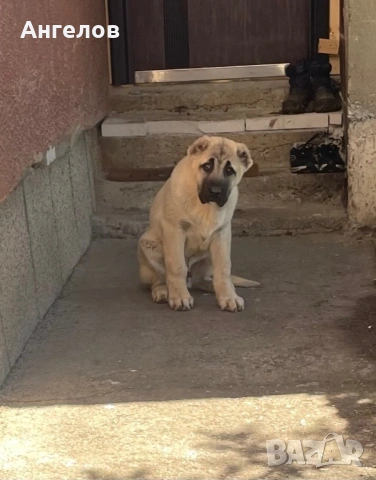 Турски кангал