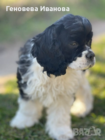 Американски кокер шпаньол-възможен транспорт, снимка 4 - Кокер шпаньол - 53807060