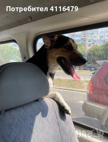 Куче в спешна нужда от нов дом, снимка 4 - Други - 52942967