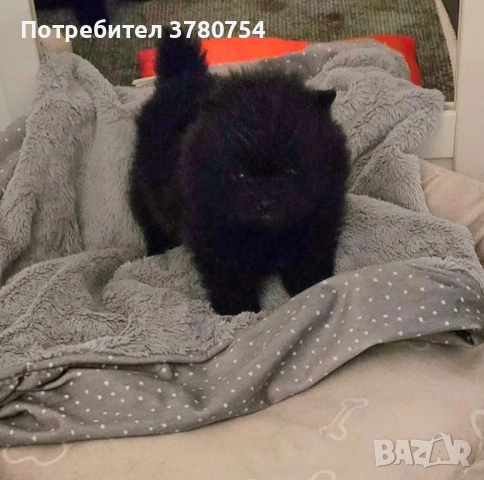 Померан мини/померан, снимка 7 - Померан - 41497748