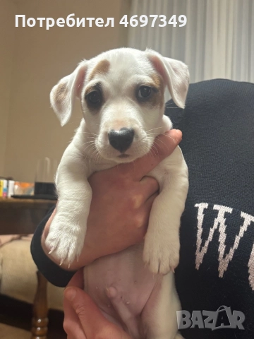 Продаваме Джак Ръсел Мини 