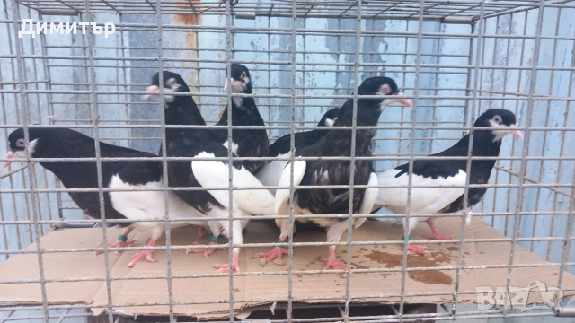 Продавам гълъби Ямболски Акмани , снимка 5 - Гълъби - 50425295