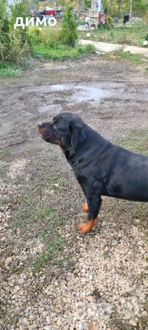 Женси Ротвайлерчета, снимка 3 - Ротвайлер - 52895476