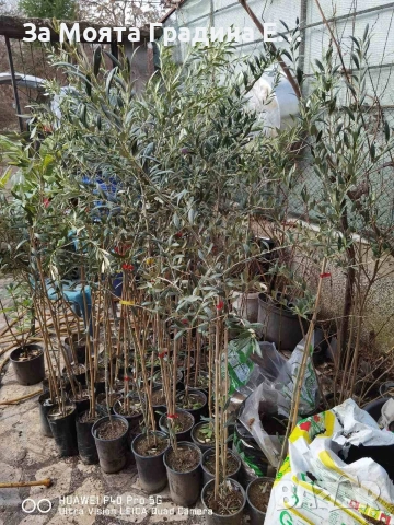 Маслина 3 сорта, снимка 5 - Градински цветя и растения - 53623214