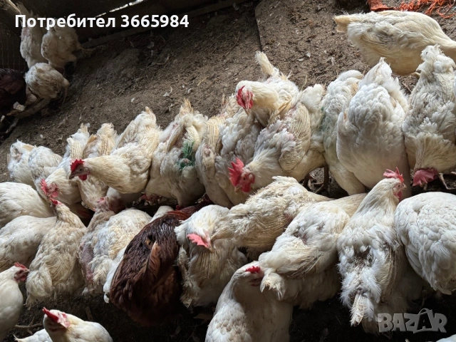 Кокошки бял легхорн, снимка 3 - Кокошки и пуйки - 53732330