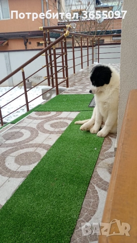 Каракачанска овчарка , снимка 3 - Каракачанска овчарка - 53368849