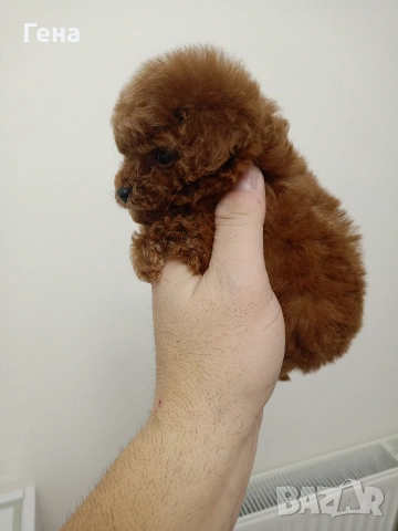 тийкъп женско пуделче , снимка 5 - Пудели - 53066478