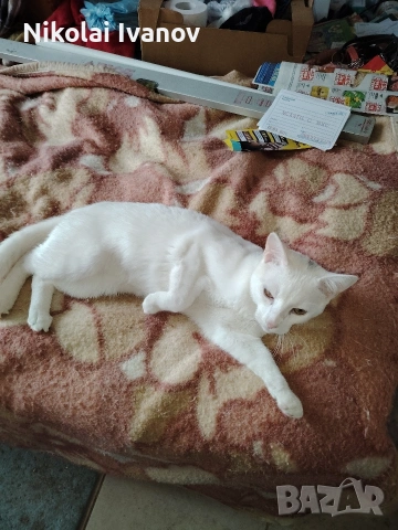 Чисто Бяло Коте порода Као Мани, снимка 6 - Други - 54061405