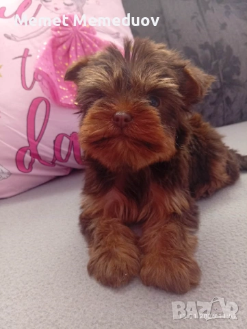 Йоркита , снимка 4 - Йоркширски териер - 53486979